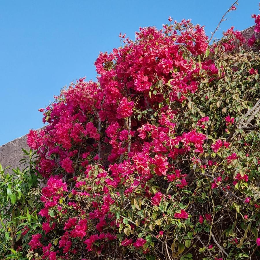 Riad Les Deux Citronniers مراكش المظهر الخارجي الصورة
