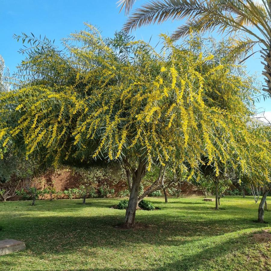 Riad Les Deux Citronniers مراكش المظهر الخارجي الصورة