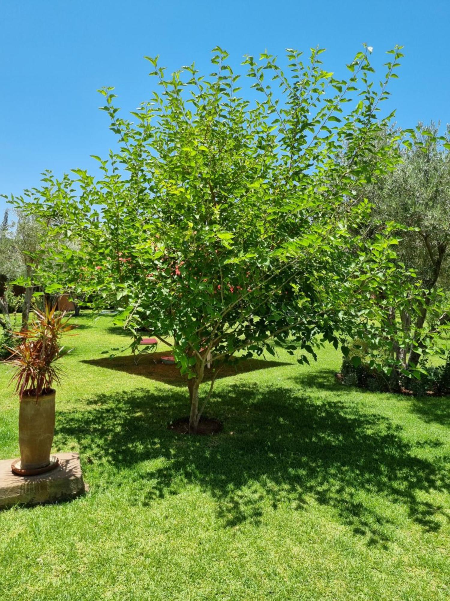 Riad Les Deux Citronniers مراكش الغرفة الصورة